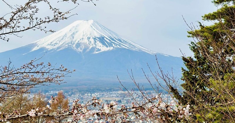 桜祭直前情報🌸新倉富士浅間神社⛩🌸🐉