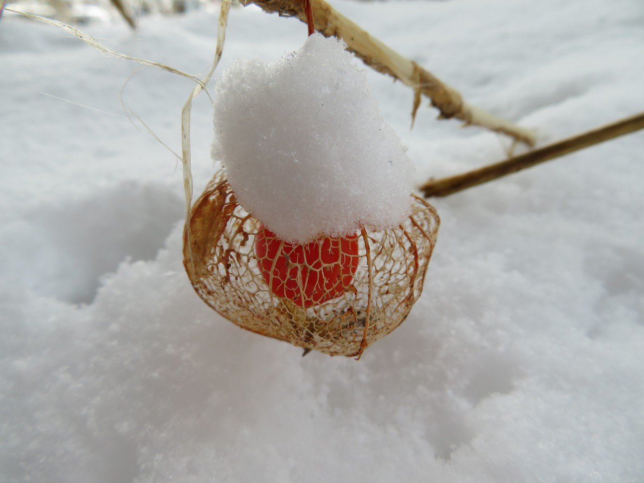 雪の日の記憶 鬼の提灯 足袋猫 Note 雪の日の記憶 鬼の提灯 足袋猫 Note