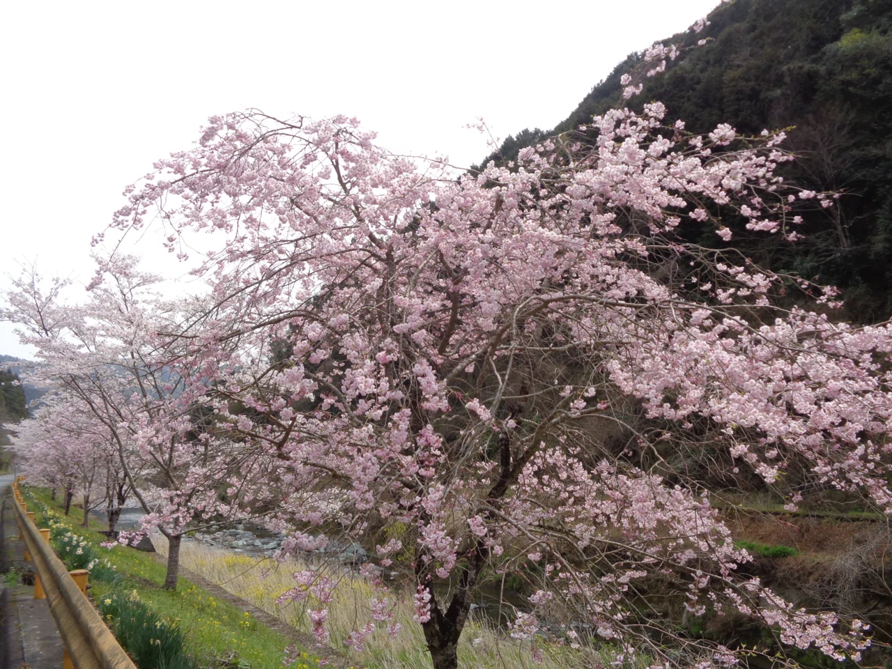 桜でニッコリ🌸岩国市の山間、やましろ地域に行ってみた