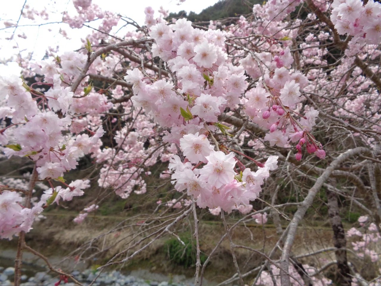 桜でニッコリ🌸岩国市の山間、やましろ地域に行ってみた