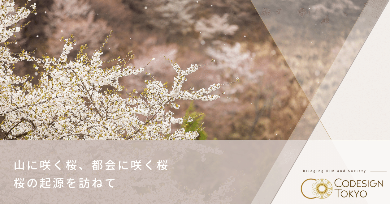 山に咲く桜、都会に咲く桜 ‐ 桜の起源を訪ねて｜codesign tokyo