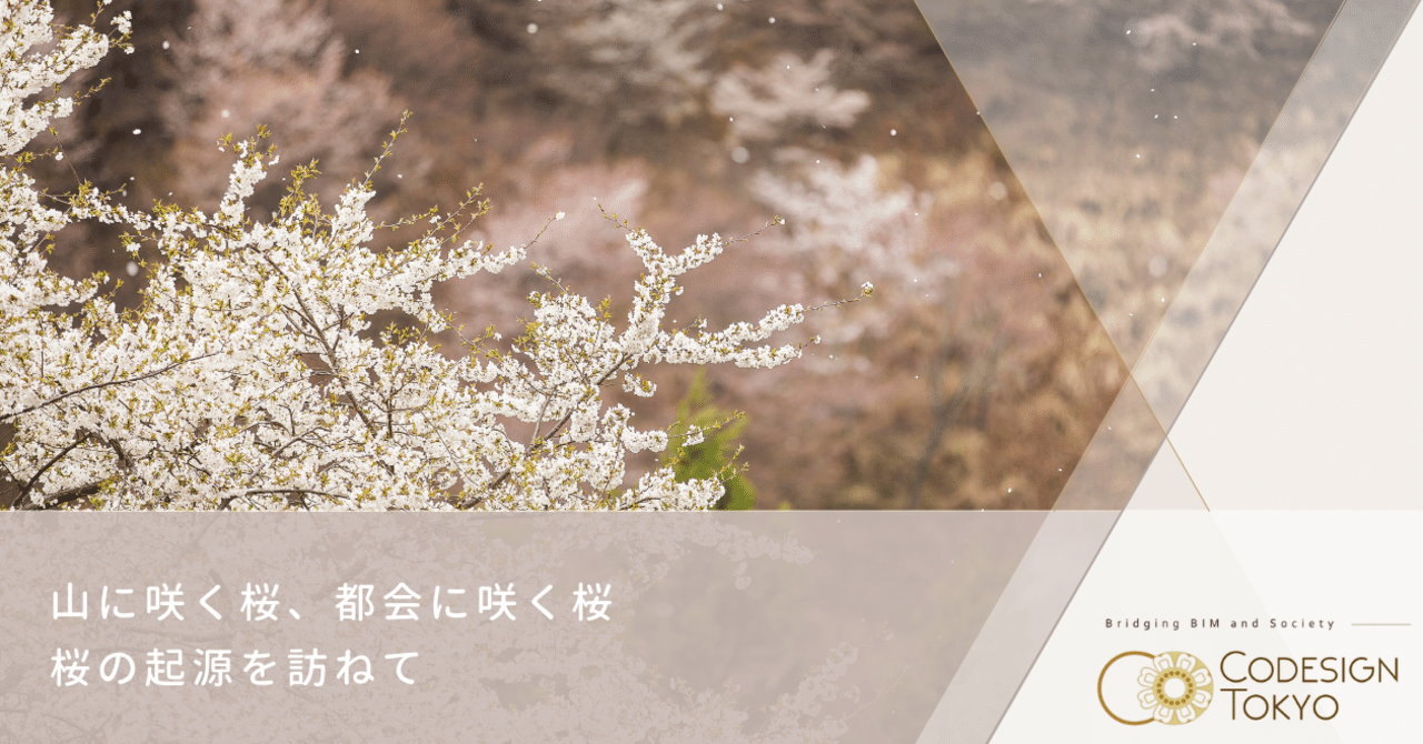 山に咲く桜、都会に咲く桜 ‐ 桜の起源を訪ねて｜codesign tokyo