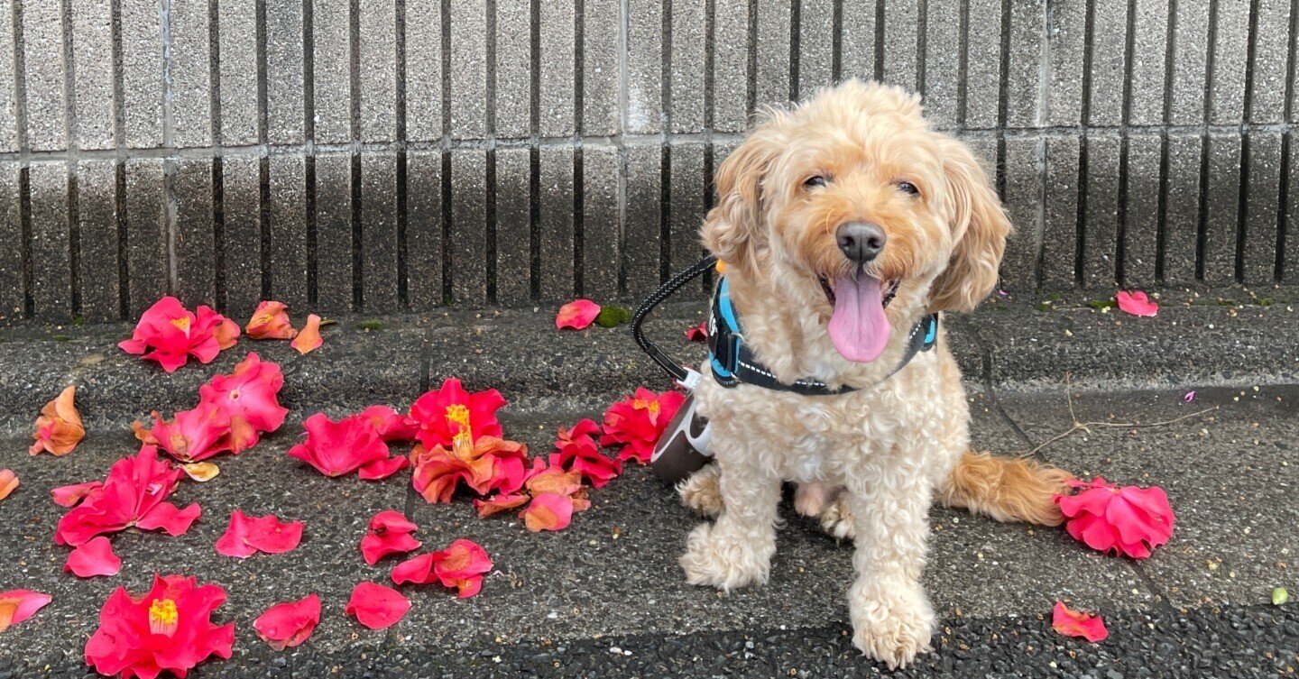 当時物】キャンディキャンディ チャイルドテスト二集 いがらしゆみこ 当時物】キャンディキャンディ チャイルドテスト二集 いがらしゆみこ