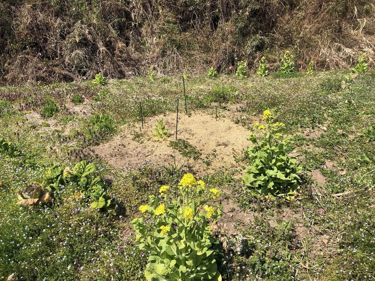 春の味覚｜MUNA_FARM 無農薬自給自足