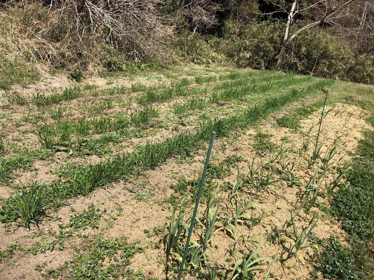 春の味覚｜MUNA_FARM 無農薬自給自足