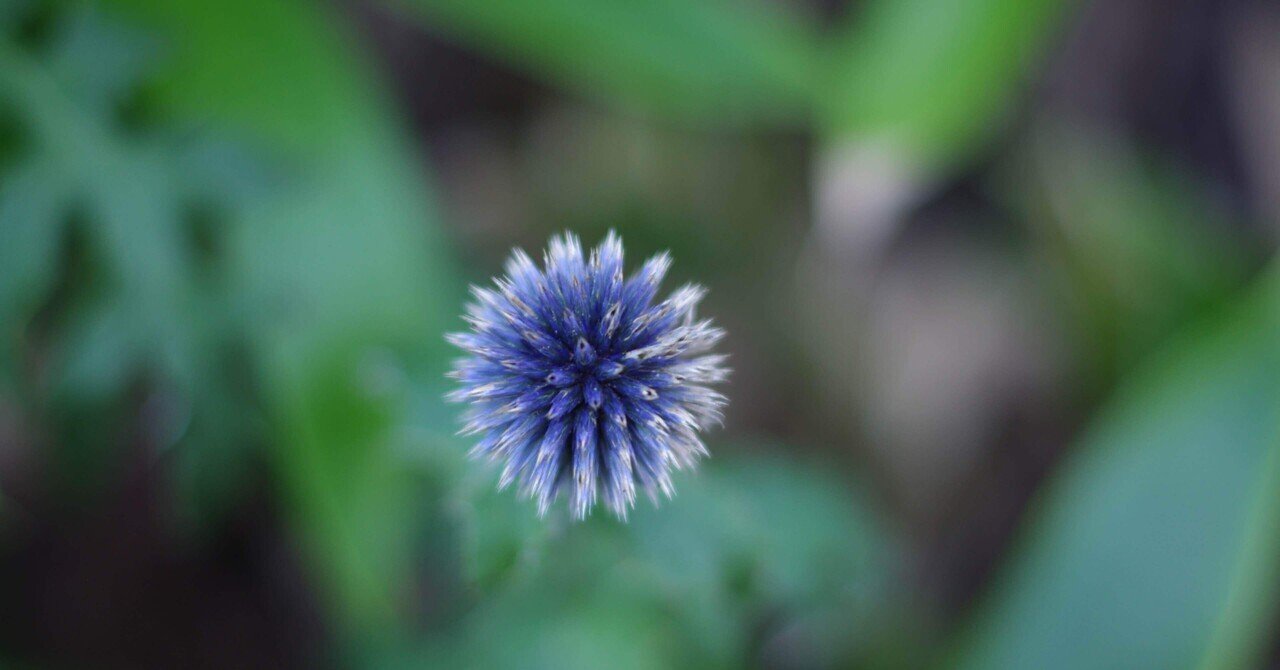 ドライフラワーの育て方【ルリタマアザミ】｜mamepiina（まめぴいな）