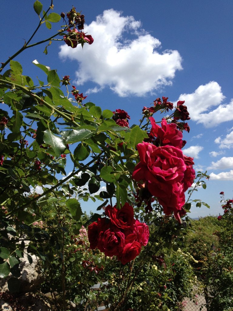 岸田繁 shigeru kishida               岸田繁 shigeru kishida