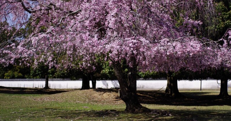 奈良のよいとこ #046 おかっぱ桜🌸