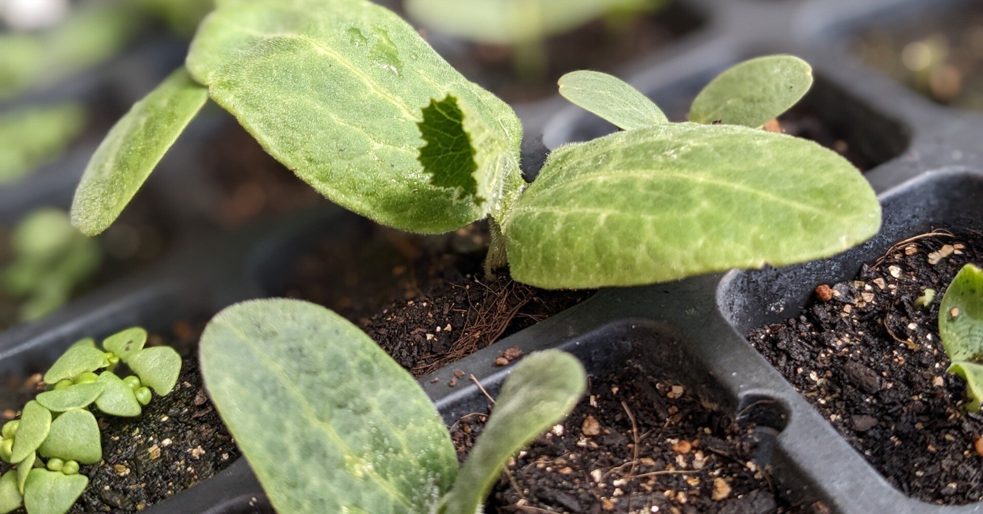 苗半作！夏野菜の苗作り｜かもしとたね＊日々の素88