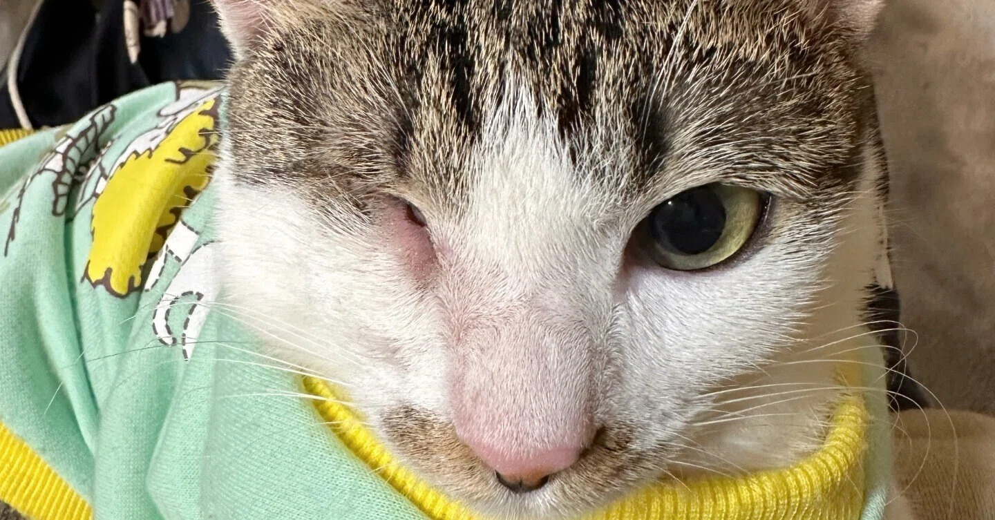 わたしの家族は片目がない【片目ねこを保護して9ヶ月の記録