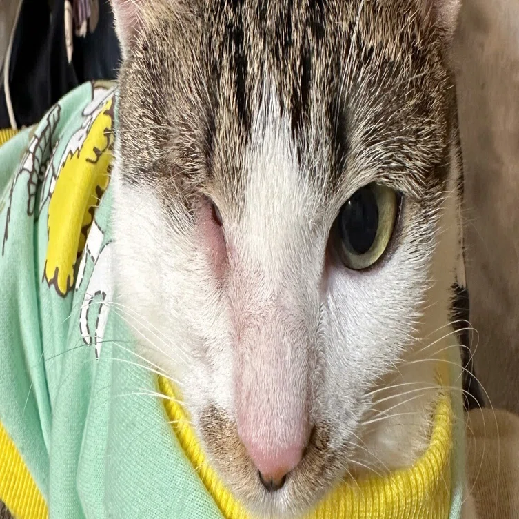 【中古】 怪談片目猫 わたしの家族は片目がない【片目ねこを保護して9ヶ月の記録