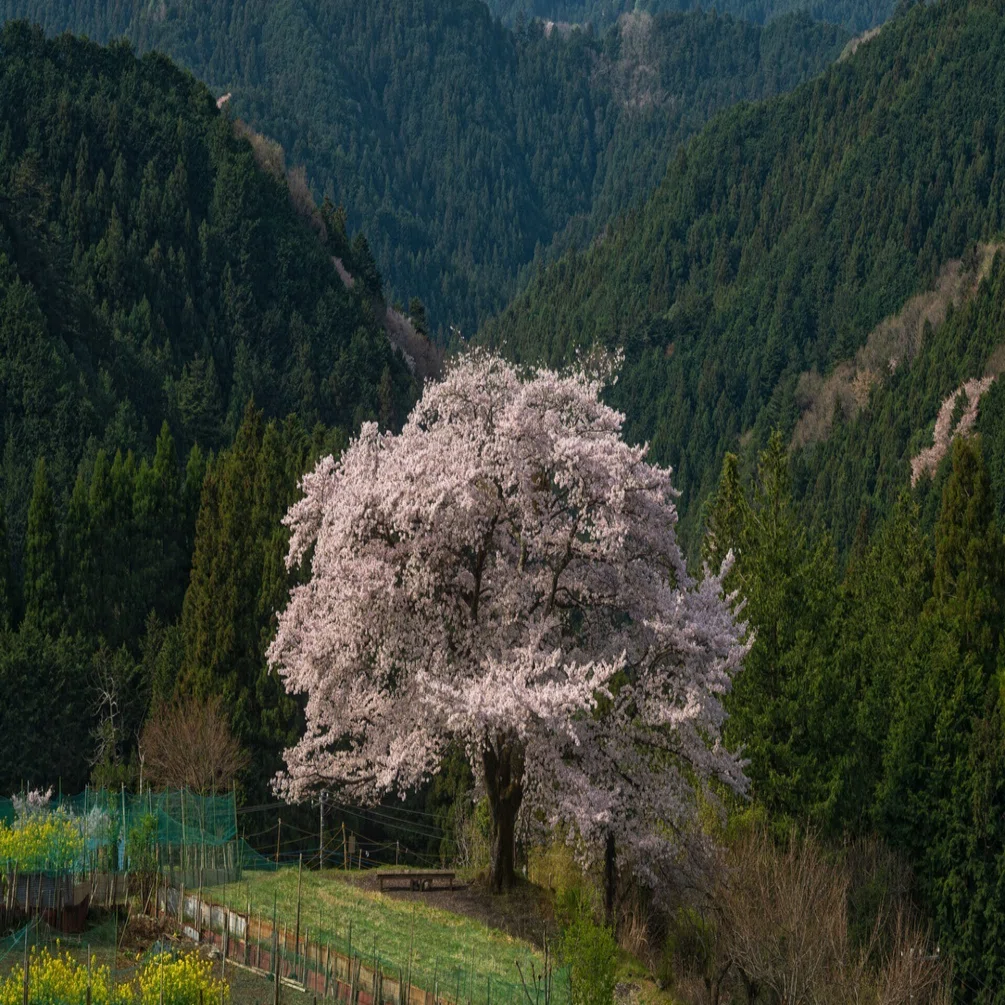 山歩き】山間部にひっそりと佇む一本桜を求めて｜ゆる写