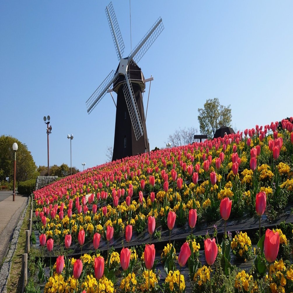 花博記念公園鶴見緑地2023年3月30日【チューリップ,桜】｜レタス