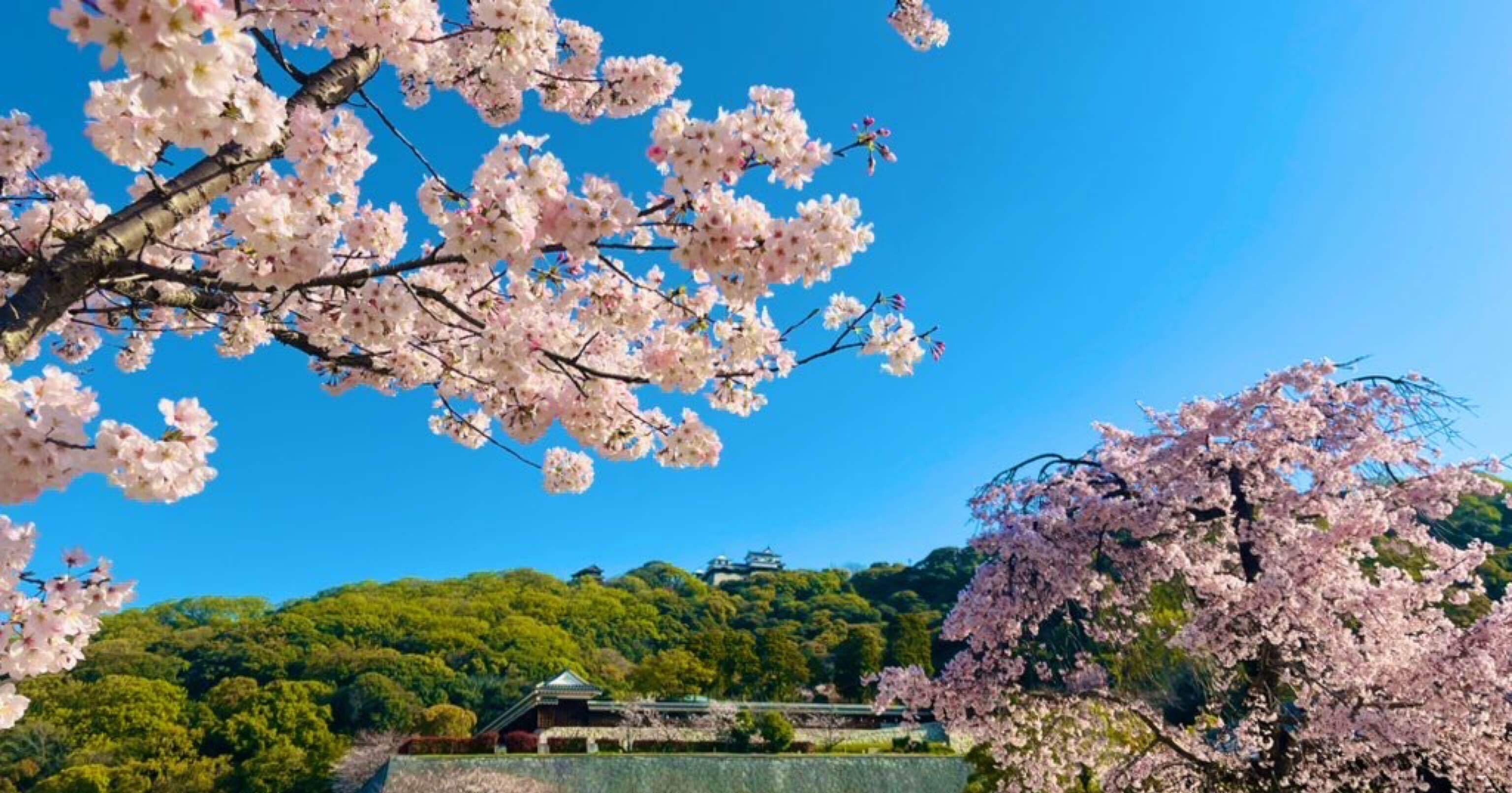 学校サボって今ホテル sakura