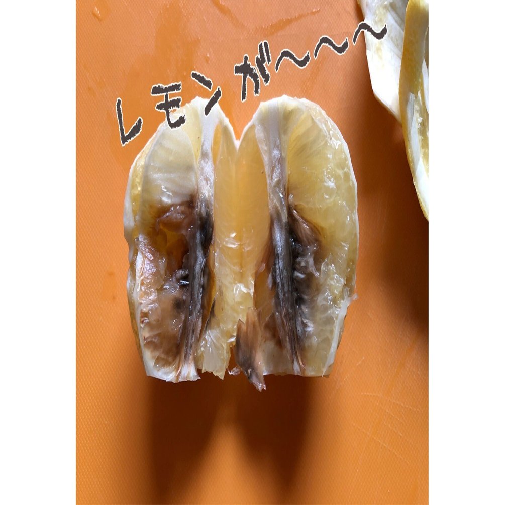 🍋見た目じゃ分からなかったレモンの中｜穂の気ままライフ