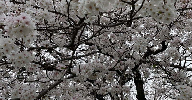 桜、温泉、星空キャンプ🏕️