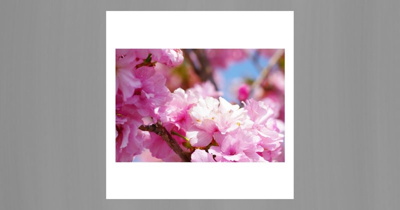 【写真】桜