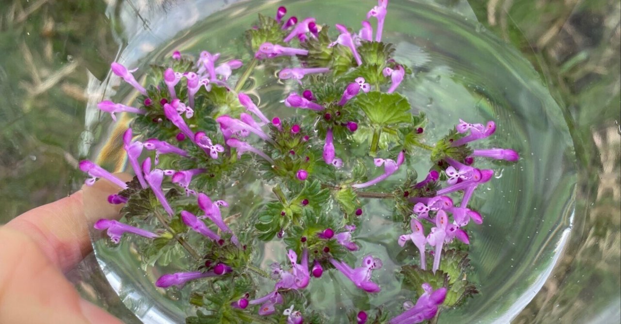 服部みれい|note