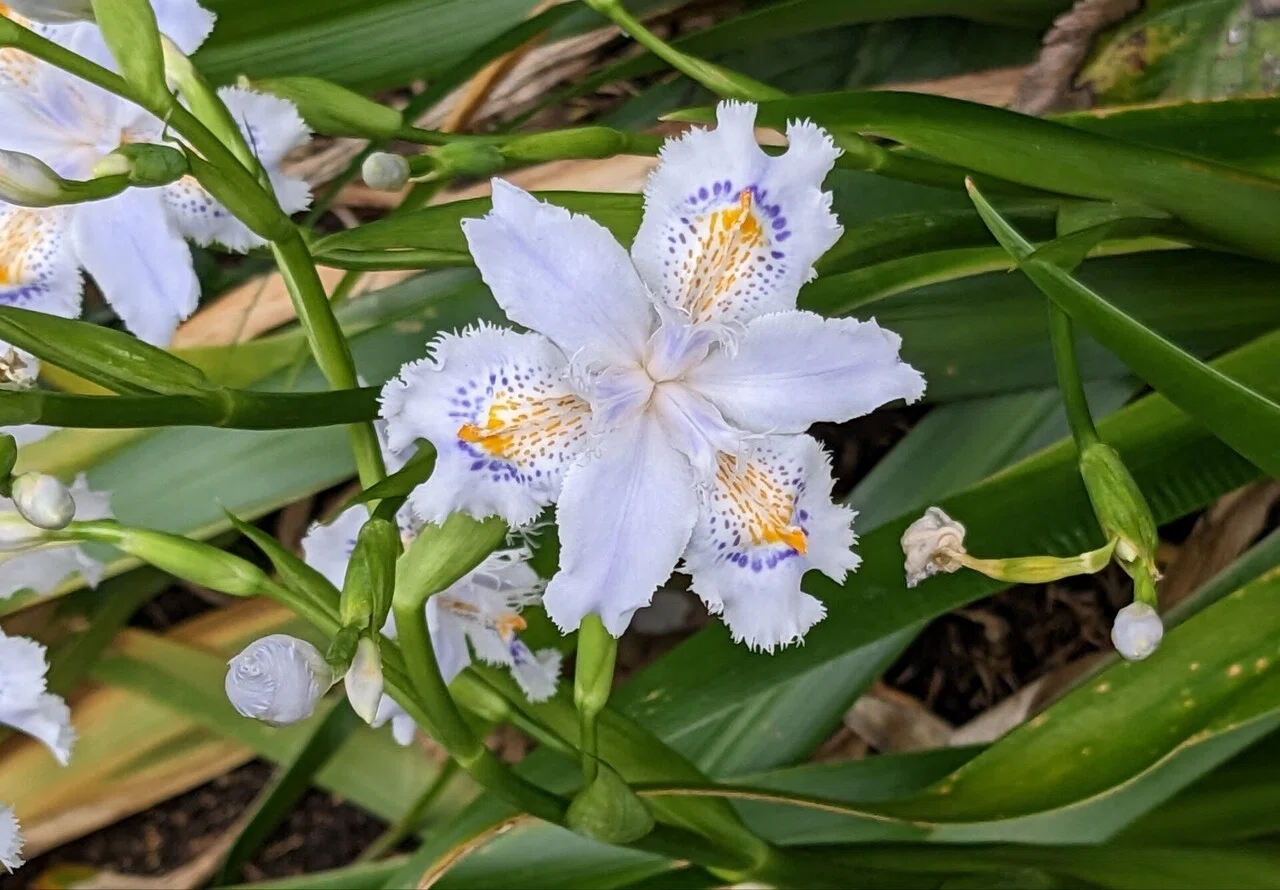 シャガの花のおすそわけ。｜桜小路いをり｜note