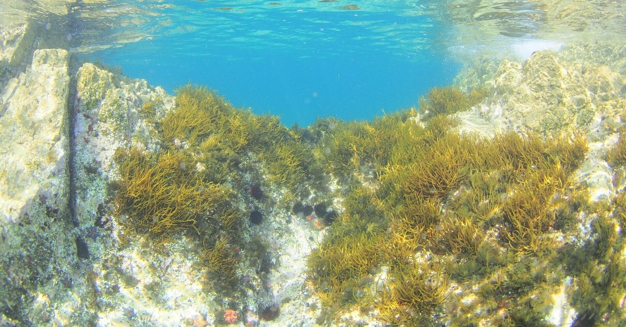 海藻学総説 Seaweed Research Journal 海藻研究ジャーナル : Research at a