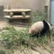 ぎよえん
