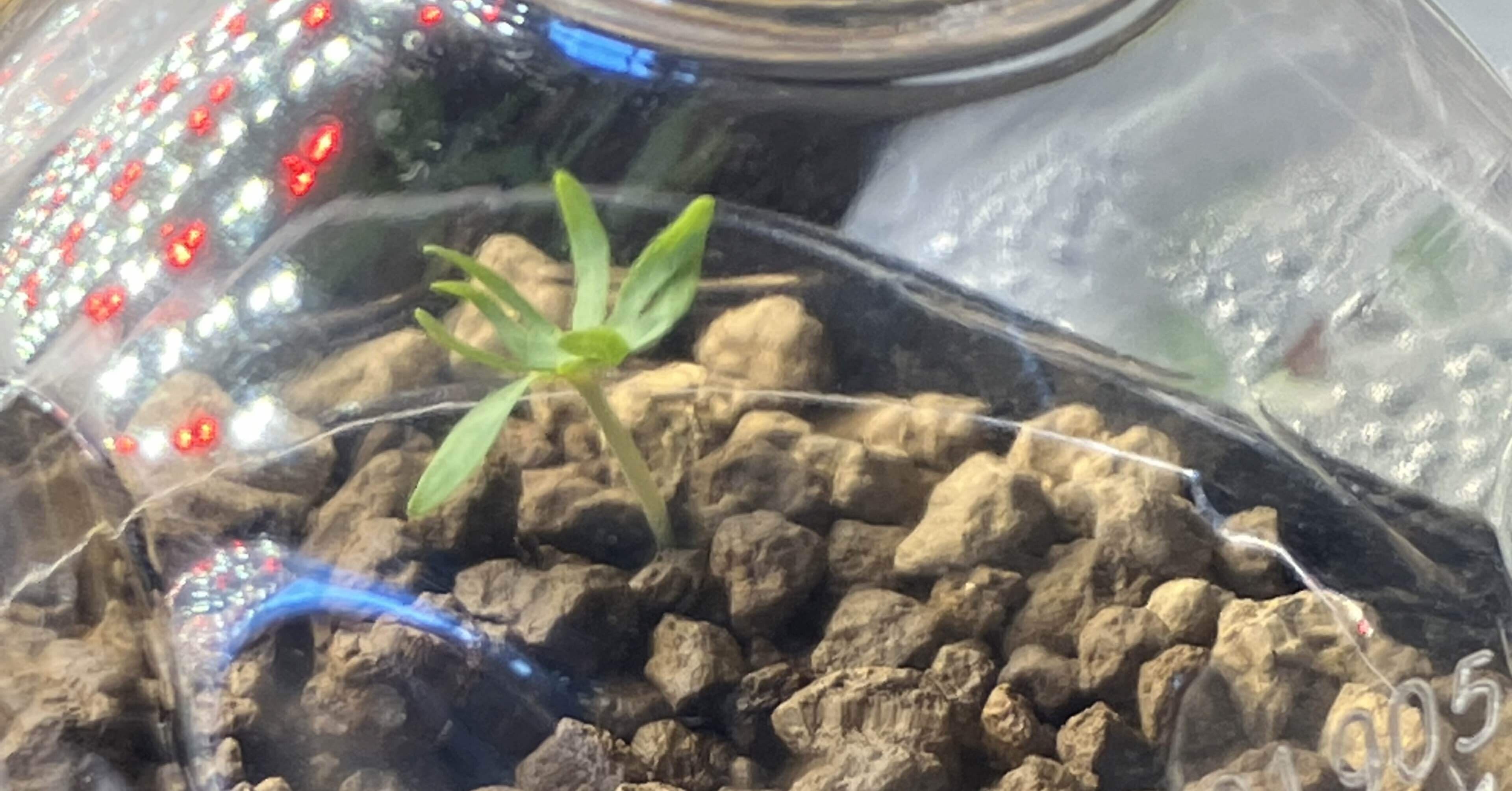 ボスウェリア・ネグレクタ実生記録(2023年3月26日〜)｜きりん