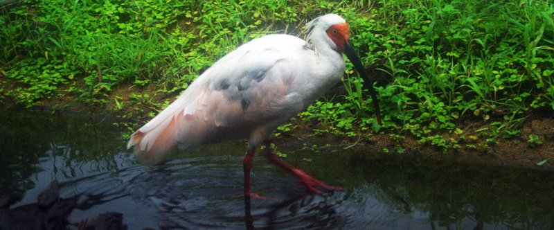 トキ野生復帰は不要では と思ってる方に知って頂きたい３つの事 あらきやすし Note