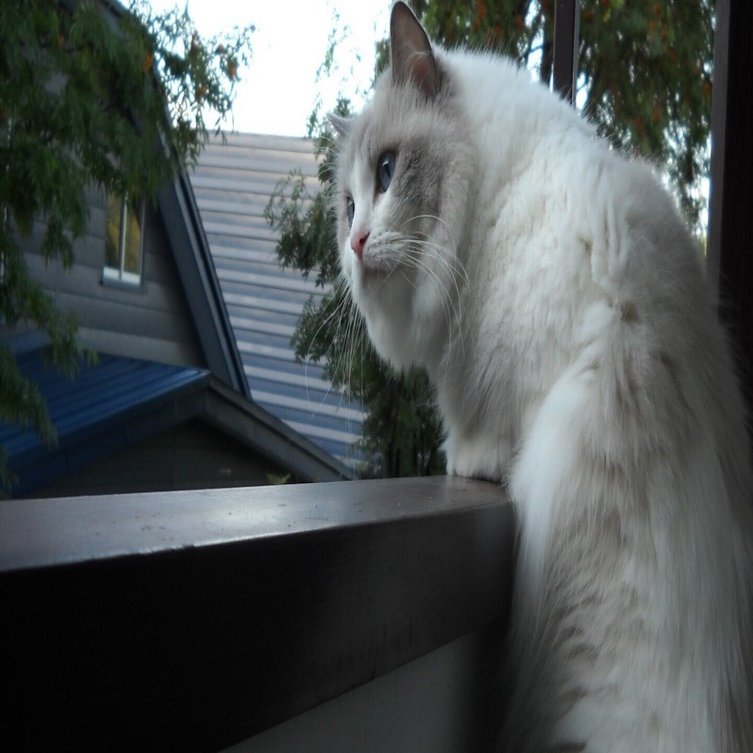 猫は抱いた瞬間から運命になる｜ちいまか, image size:1440x753