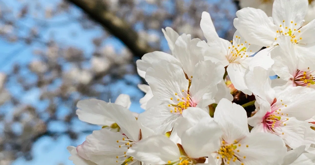 きゅーかんばーの転びがちライフ 「ザ・満開」の桜と不可思議ない穴｜きゅーかんばー｜note