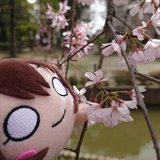 桜雫