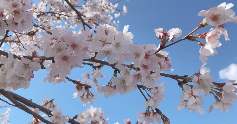 【2023年版】お気に入りの桜・梅の写真🌸