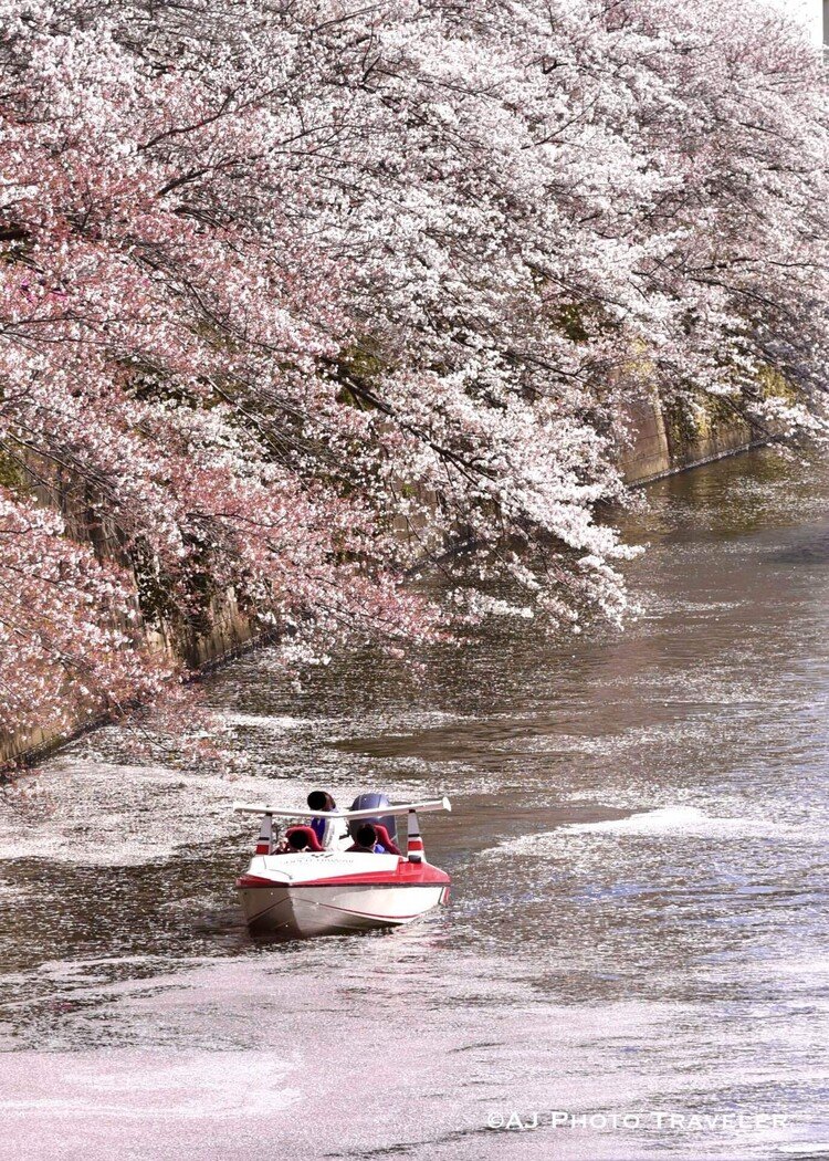 東京の花見、最後のチャンス。もう終わりかなと思いながら目黒川へ。なんと、花いかだが出来始めていた。動画もご覧ください！→ https://note.com/ajphototraveler/n/nf79ca008d43c