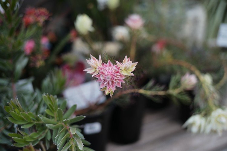 カバンを変えたらカメラが入らなくなったので、最近撮った花や緑の写真を少し上げます。

こちらはカクカクなお花