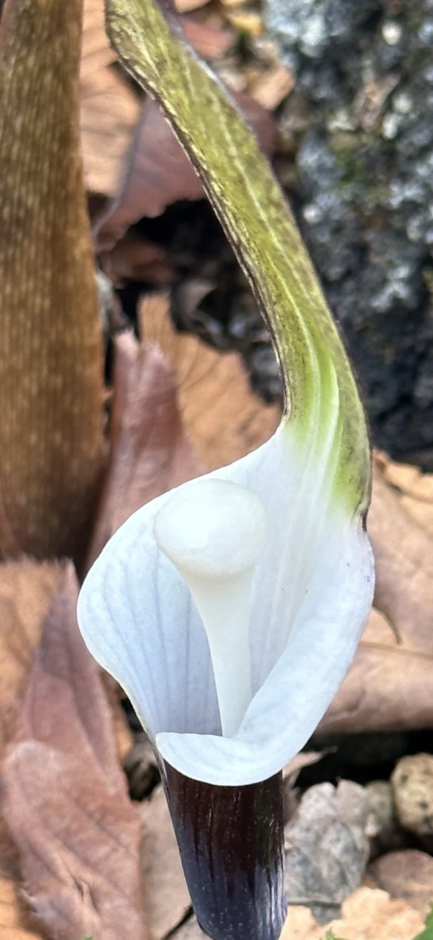 Arisaema sikokianum｜EGGSEED