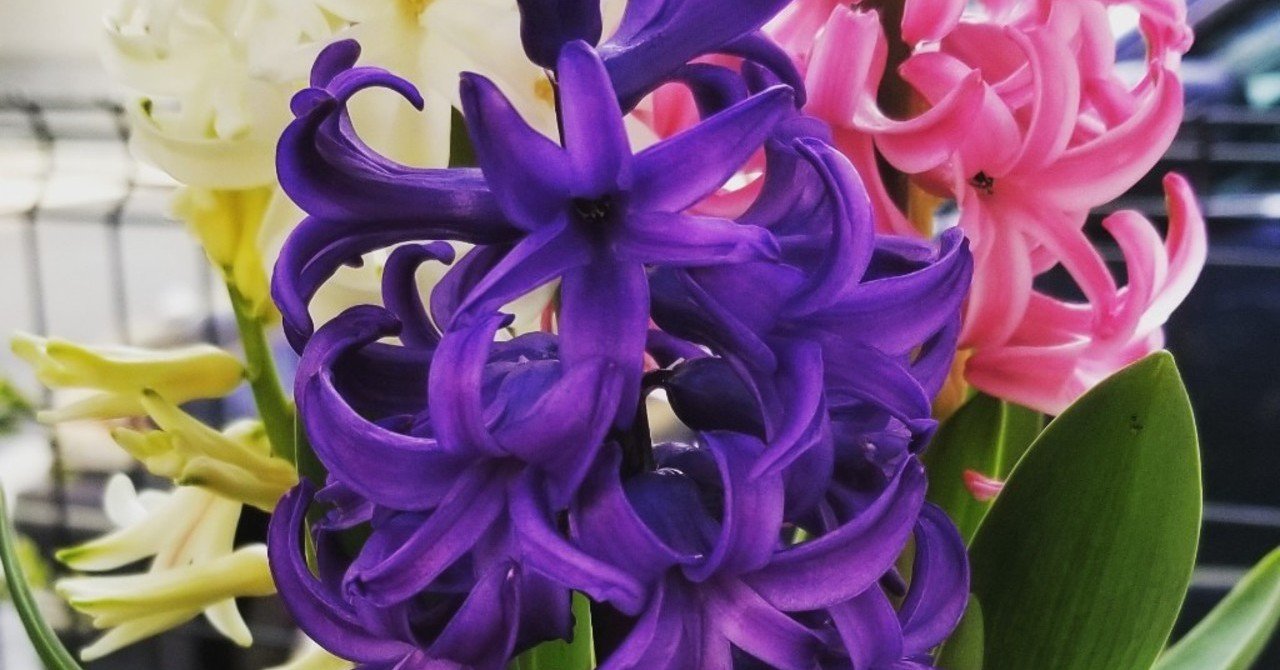 ヒヤシンス Azumax Note ヒヤシンス Azumax Note