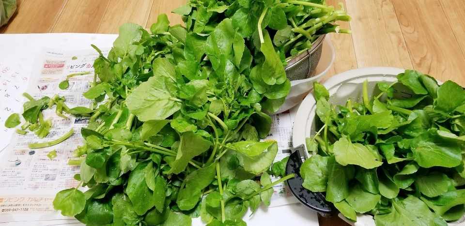 松山市内で散歩しながら山菜収穫 せり クレソン をしてみた まさと まつやま Note