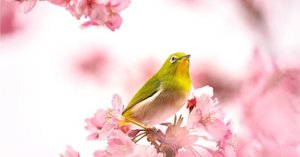 短歌) 冬こそ読みたい、木俣修の世界｜樹山 瞳