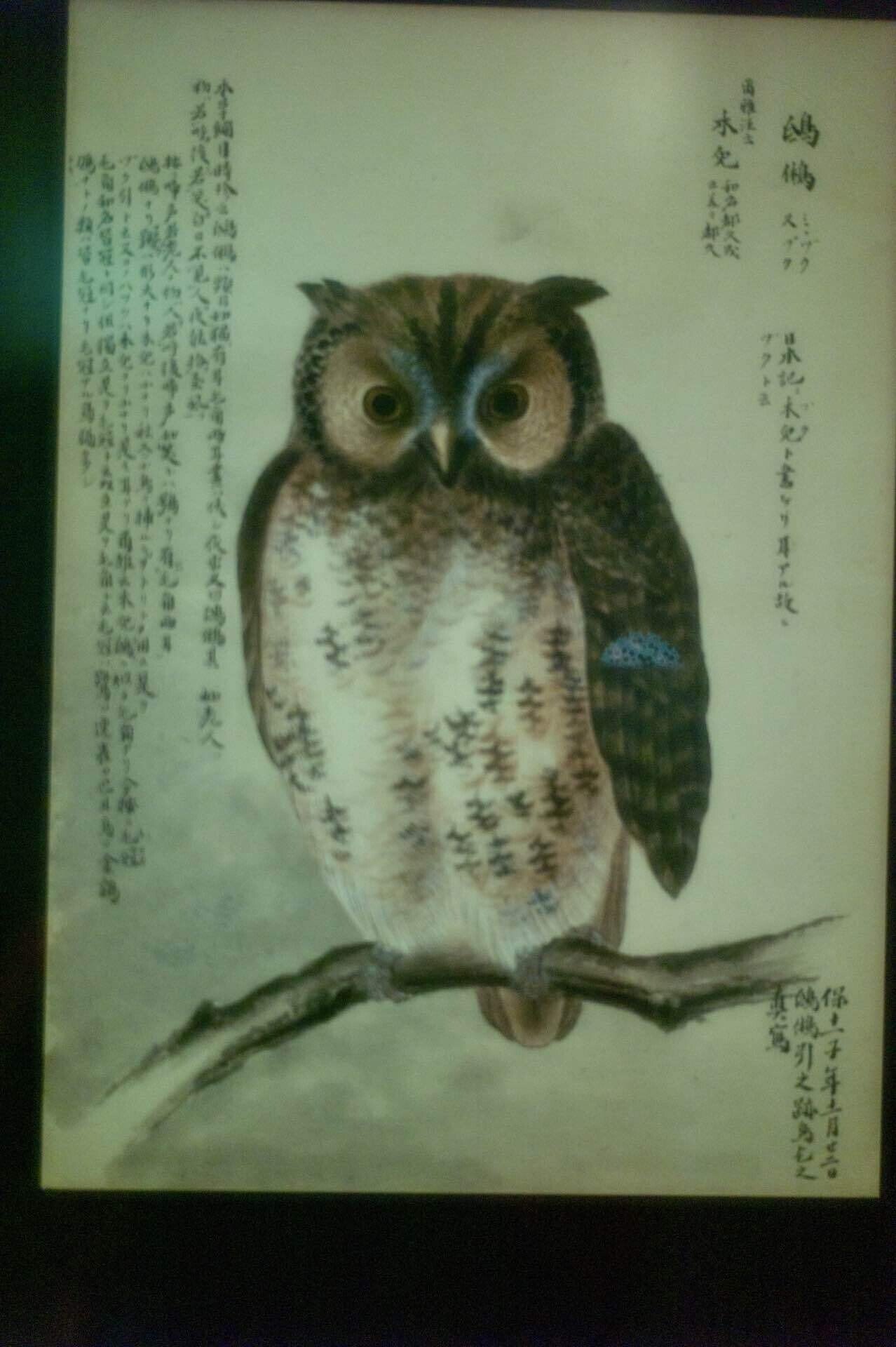 ミミズク剥製 【公式通販】