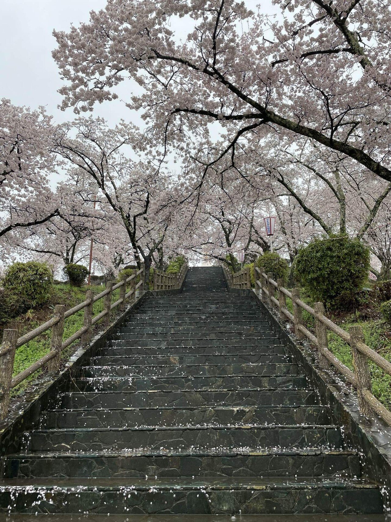 山梨で桜を堪能とゆるキャンの聖地巡礼旅行｜shino