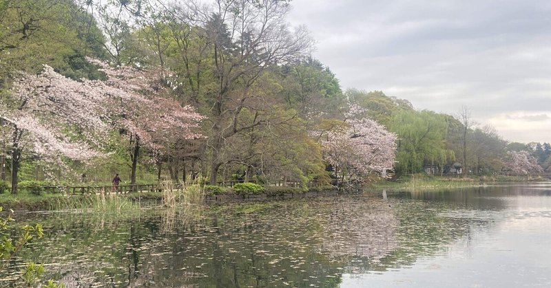 お花見する外国人観光客たち。うれしい朝。