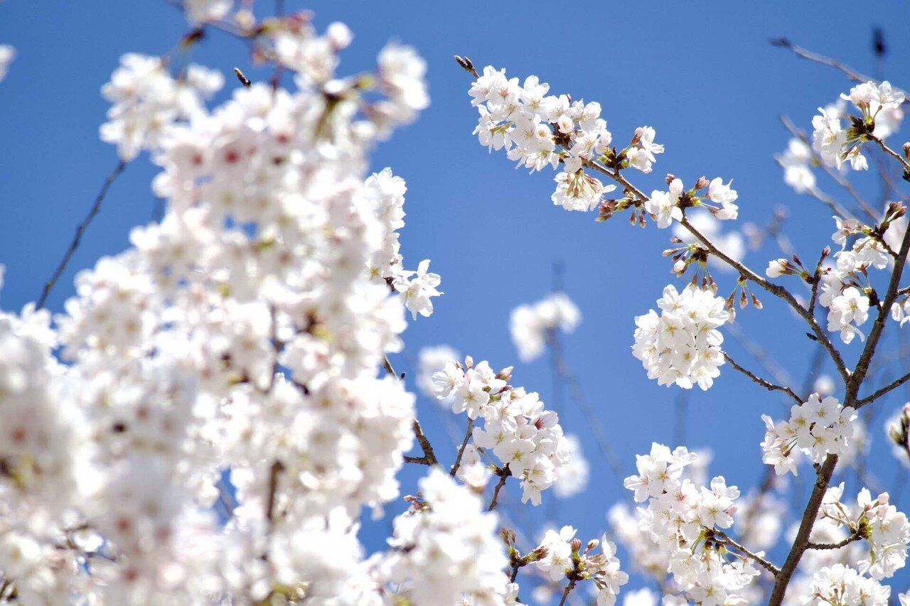 世の中に たえて桜の なかりせば 春の心は のどけからまし 『伊勢物語』在原業平｜KEN壱.S − 蜃気楼旅団