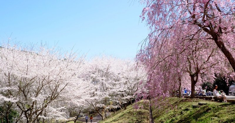 佐賀さくら巡りVol.2～ソメイヨシノと枝垂れ桜の競演～横竹ダム・さくら広場