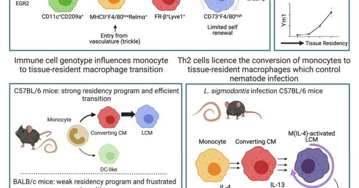 細胞分離マグネット　細胞分離　ネガティブソーティング ポジティブソーティング 細胞分離マグネット 細胞分離 ネガティブソーティング ポジティブ