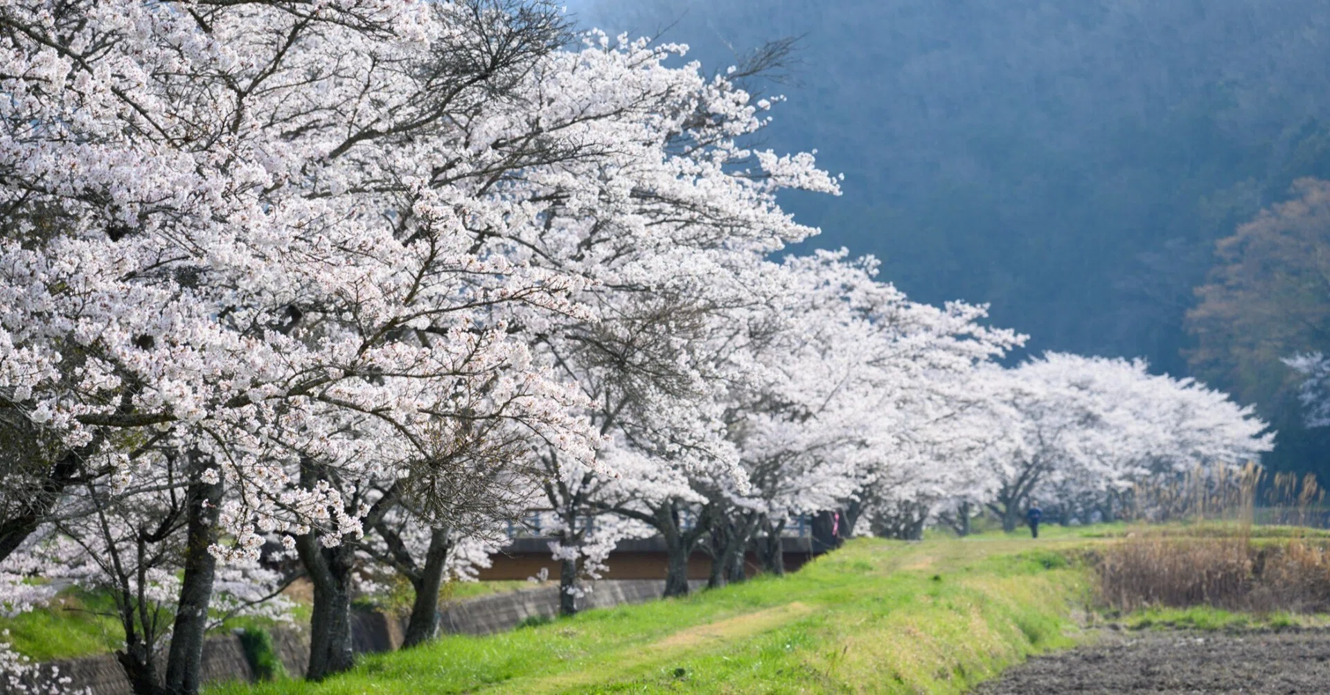 【丹波篠山～尼崎】桜 和道 17インチ 7J PCD100 4本 丹波篠山の桜を満喫してきた｜Indigo