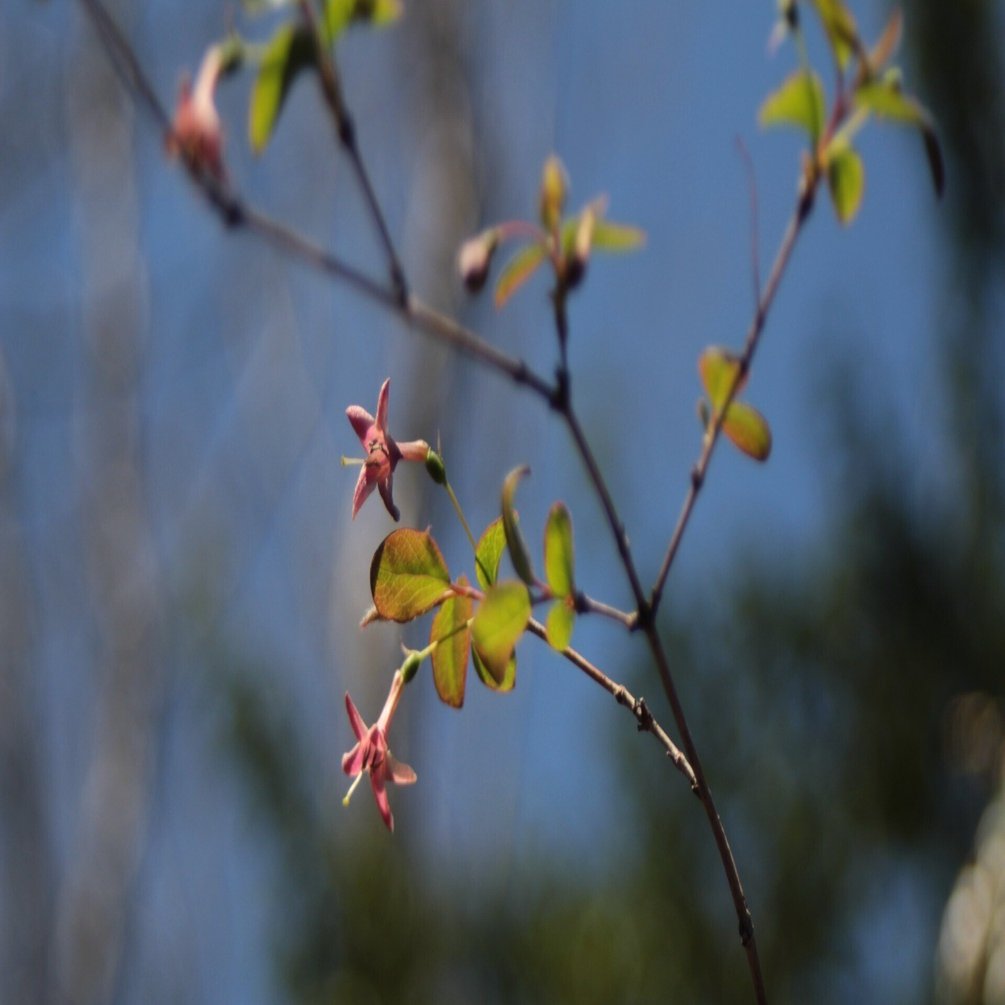 ヤマウグイスカグラ｜あおはくたき
