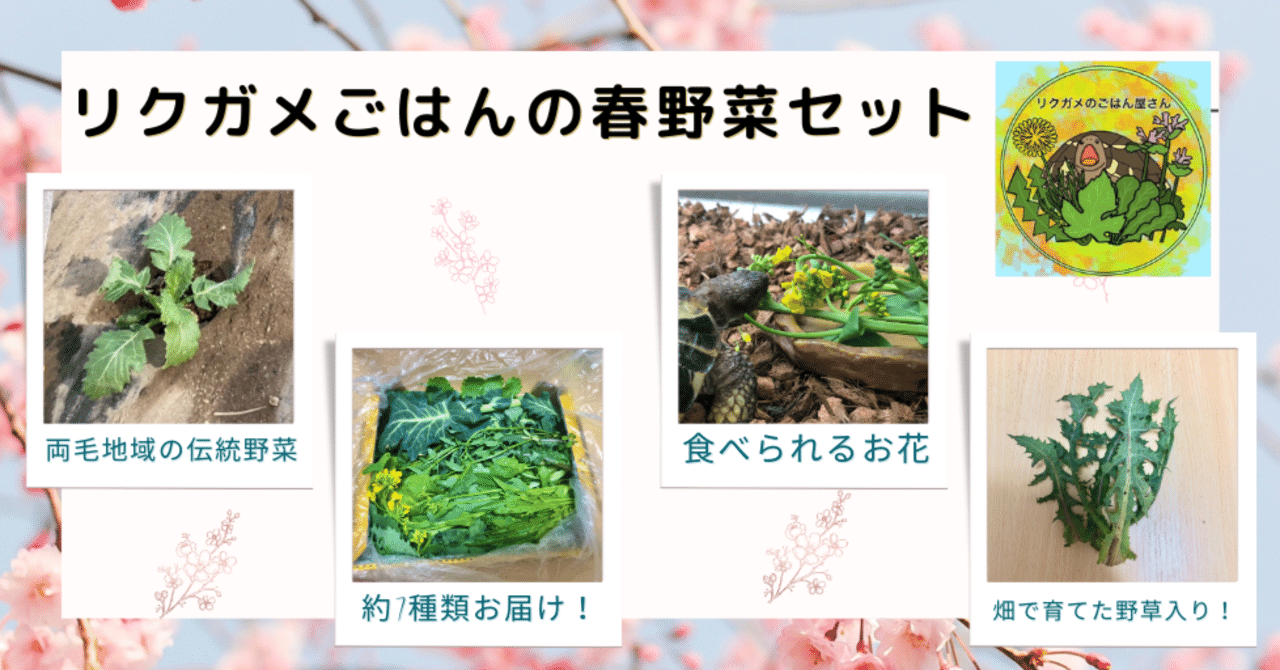 リクガメごはんの春野菜セット」こだわりと栄養素のひみつ｜リクガメの