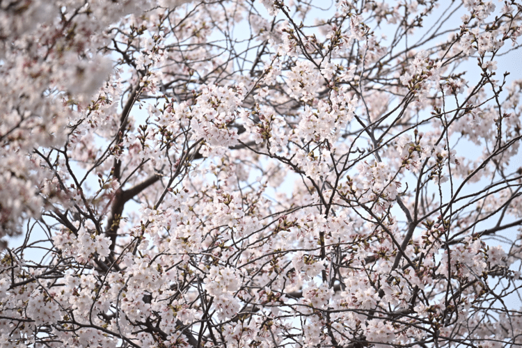 おそらく満開の桜を楽しめる最後の週末。公園でとにかく沢山シャッターを切りました。小さな公園でも、望遠で抜けば豪華！！レンズはNIKKOR Z DX 50-250mm f/4.5-6.3 VR。コンパクトで便利！