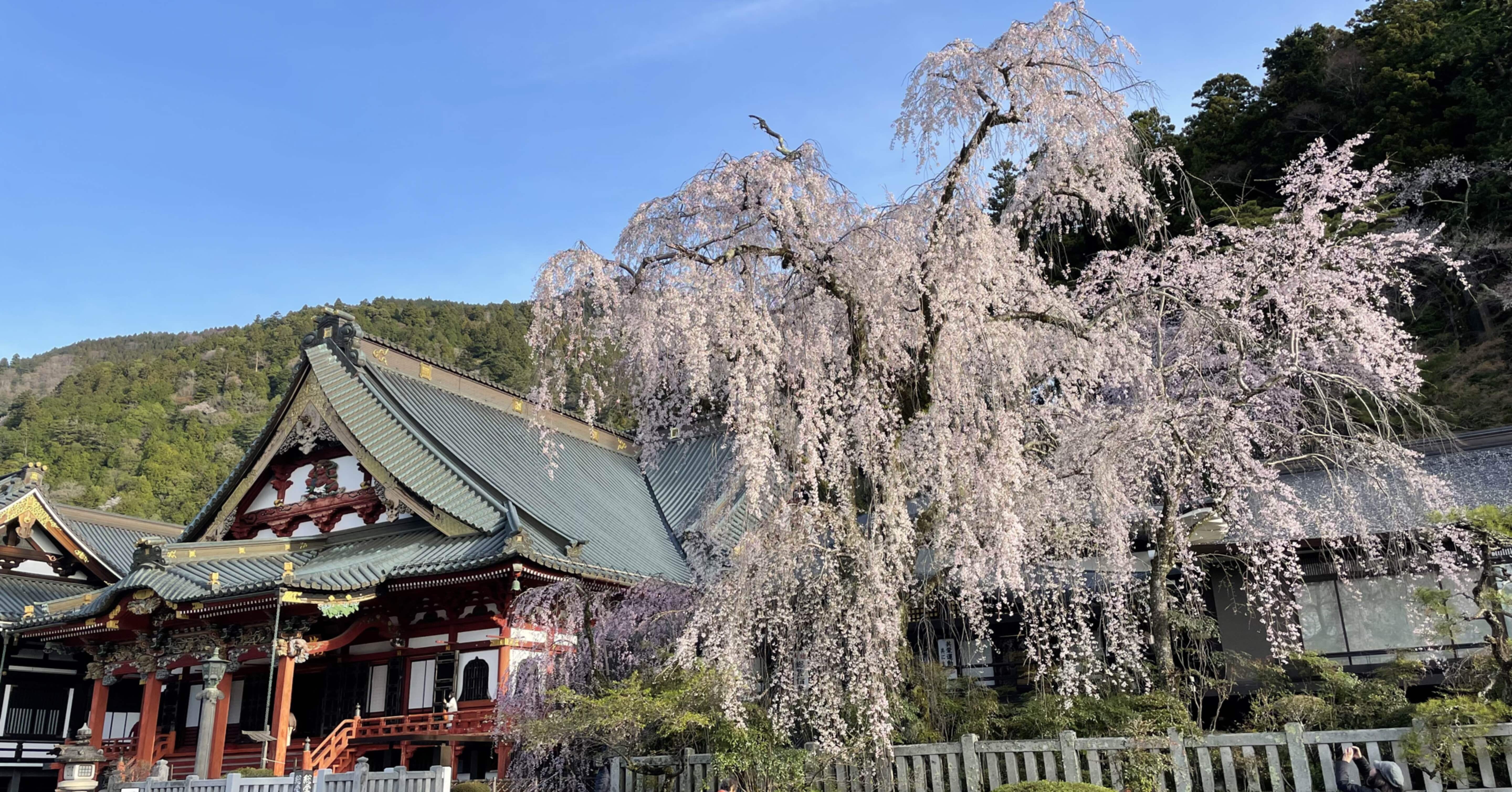 山梨で桜を堪能とゆるキャンの聖地巡礼旅行｜shino