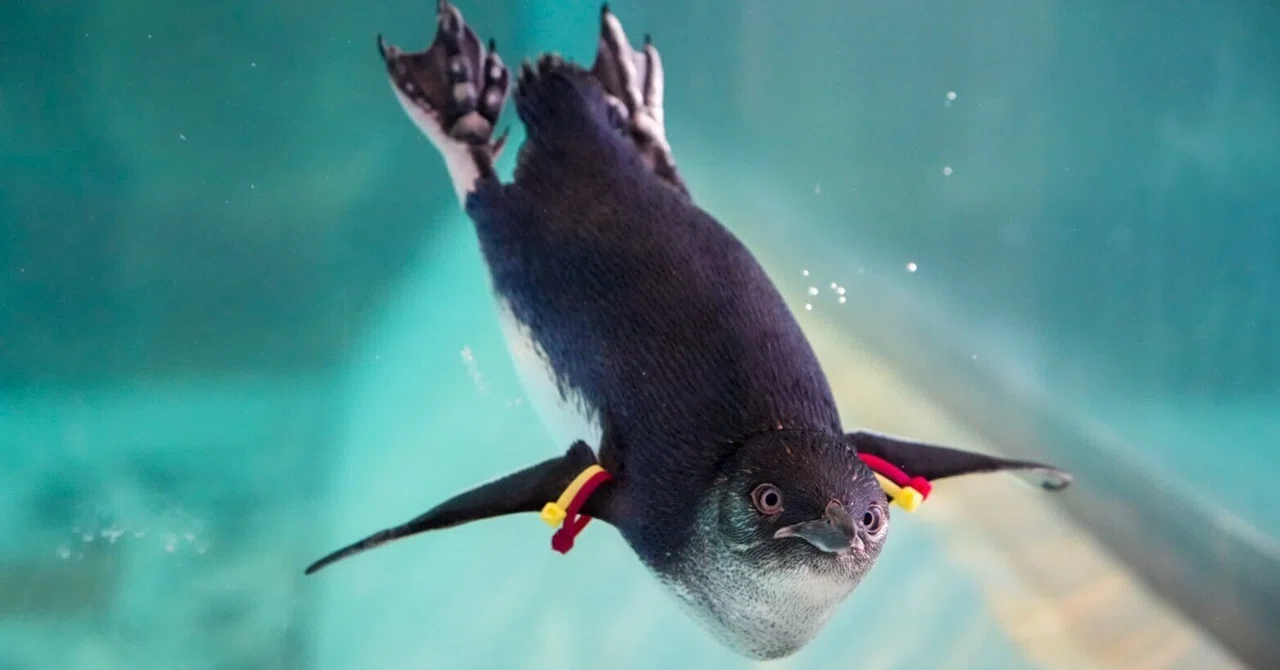 レポ#42 長崎ペンギン水族館｜haru