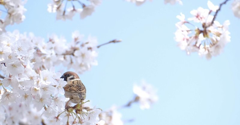 すみれの花咲く頃・雀と桜